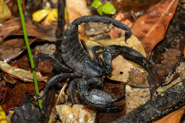 A defensive Cape docile scorpion (Opisthacanthus capensis), also known as a Cape creeper or black rock scorpion, in the wild