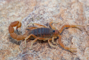 A venomous Drab Thicktail Scorpion (Parabuthus planicauda) in the Karoo