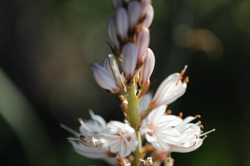 close up of a flower