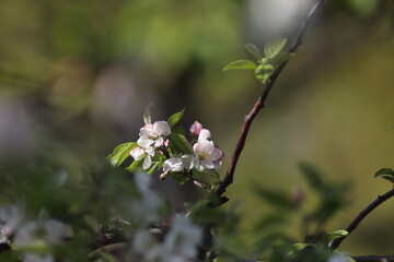 cherry tree blossom
