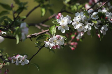 cherry tree blossom