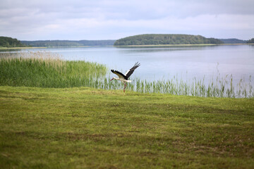 lake, meadow, stork takes off from the meadow