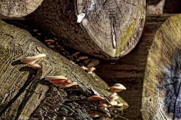 cold winter sunny morning in Bovaria