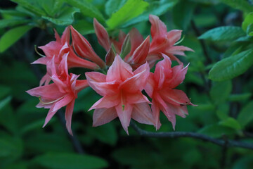 pink flower in the garden