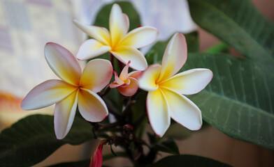 Fototapeta premium frangipani plumeria flowers