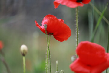 red poppy flower