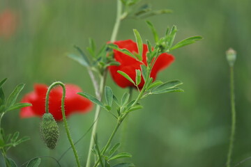 red poppy flower