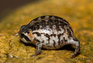 A cute Rose's rain frog (Breviceps rosei), also known as Rose's short-headed frog or the sand rain frog, on a rainy afternoon in the wild
