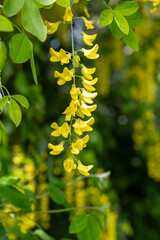 Laburnum (laburnum anagyroides) flowers in bloom
