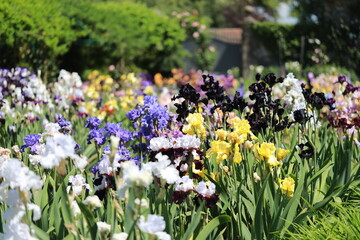 Naklejka premium spring flowers in the garden