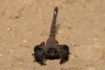 A beautiful Sideclaw Burrowing Scorpion (Opistophthalmus latimanus) in the wild