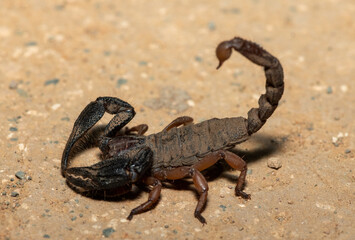 A beautiful Sideclaw Burrowing Scorpion (Opistophthalmus latimanus) in the wild
