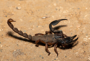 A beautiful Sideclaw Burrowing Scorpion (Opistophthalmus latimanus) in the wild