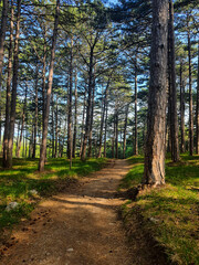 Forest and nature relaxation and meditation for notepad and interior