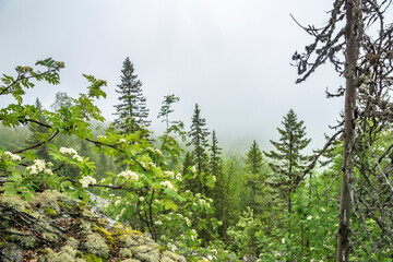 heavy summer rain and fog in the taiga