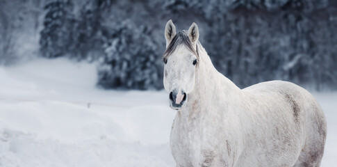 Lippizaner Pferd im Schnee, Breitbildformat  © bildermitherz.world
