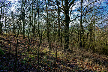 cold winter sunny morning in Bovaria