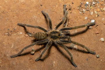Dunbrody Golden Lesser Baboon Spider (Harpactirella magna)