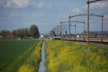 A train travels along tracks beside a canal lined with yellow wildflowers.  Rural Dutch landscape.