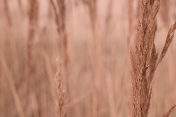 Fototapeta premium Mocha Mousse grasses with spikelets of beige color close-up. Abstract natural background of soft plants monochrome color 2025.