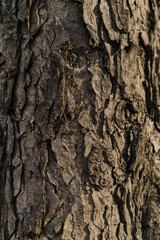 Wood Texture With Sunlight, tree