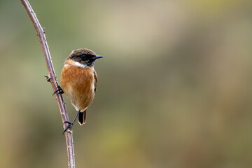 Stonechat (Saxicola rubicola), Found in Open Grasslands and Coastal Areas Across Europe