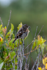 Stonechat (Saxicola rubicola), Found in Open Grasslands and Coastal Areas Across Europe