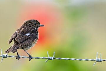 Stonechat (Saxicola rubicola), Found in Open Grasslands and Coastal Areas Across Europe
