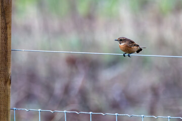 Stonechat (Saxicola rubicola), Found in Open Grasslands and Coastal Areas Across Europe