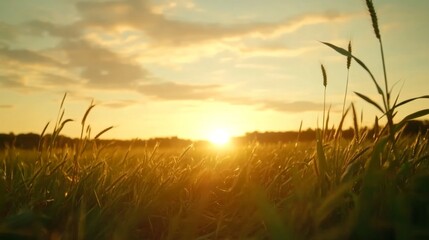 Fototapeta premium Vibrant wheat fields dance in the breeze as the sun rises on the horizon, casting warm light and creating a calm atmosphere filled with scattered clouds