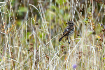 Stonechat (Saxicola rubicola), Found in Open Grasslands and Coastal Areas Across Europe