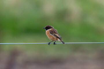 Stonechat (Saxicola rubicola), Found in Open Grasslands and Coastal Areas Across Europe