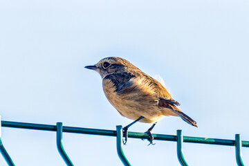 Stonechat (Saxicola rubicola), Found in Open Grasslands and Coastal Areas Across Europe
