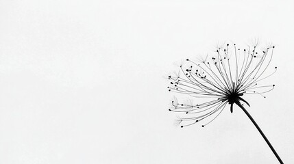 A delicate flower silhouette against a minimalist white background.