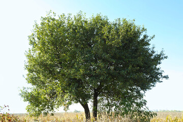 Tree with green leaves growing in field