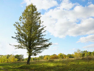 Beautiful tree with green leaves growing outdoors