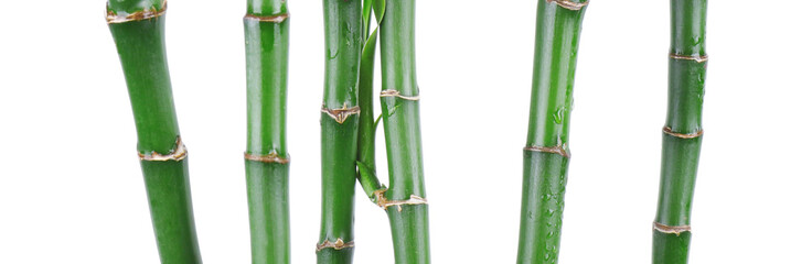 Fototapeta premium Stems of decorative bamboo plant isolated on white