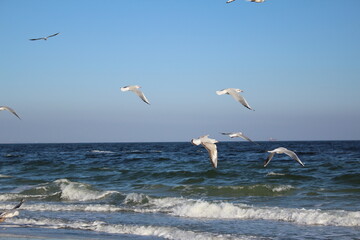 seagulls on the beach