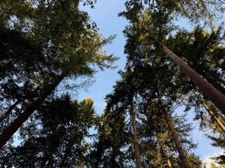 Beautiful trees against blue sky, low angle view
