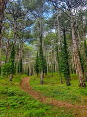 Obraz premium Forest and nature relaxation and meditation for notepad and interior