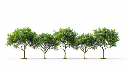 Obraz premium Fraser Photinia Trees: Isolated on a white background, suitable for architecture.