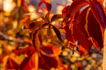 Czerwone jesienne liście (i kuliste owoce) dzikiego wina. Winobluszcz o intensywnie czerwonych liściach, barwionych przez jesienne warunki. © Grzegorz
