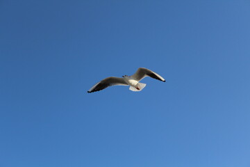 seagull in flight