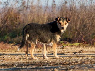 A small dog with a wiry coat is standing on a gravel path. The setting features tall grass and plants, reflecting an outdoor environment on a bright day.