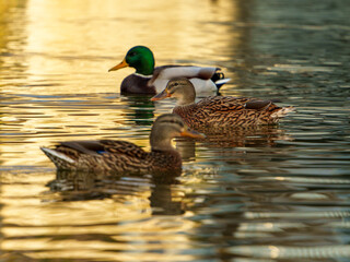 A group of ducks glides gracefully across the water as the sun sets, casting golden reflections. The tranquil atmosphere highlights the beauty of nature in a park setting.