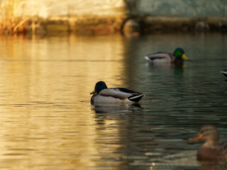 Several ducks glide gently across the calm waters of a pond, reflecting the warm hues of a sunset. The tranquil setting creates a peaceful atmosphere for these birds.