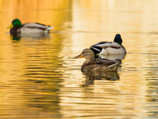 Three ducks glide across the reflective water, surrounded by vivid autumn colors. The tranquil setting showcases the beauty of nature during a calm afternoon.