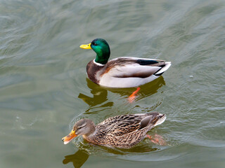 Two mallard ducks glide smoothly across the calm water, one male with a vibrant green head and a female mottled with brown feathers. The setting is peaceful and idyllic.