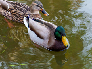 Fototapeta premium Two mallard ducks glide gently across a serene pond, surrounded by soft ripples. The vibrant colors of the male's head contrast beautifully with the muted tones of the female.