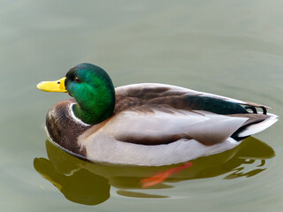 A mallard duck glides peacefully across a calm pond. The vibrant green head and distinct yellow beak shine in the afternoon light, reflecting the beauty of nature.